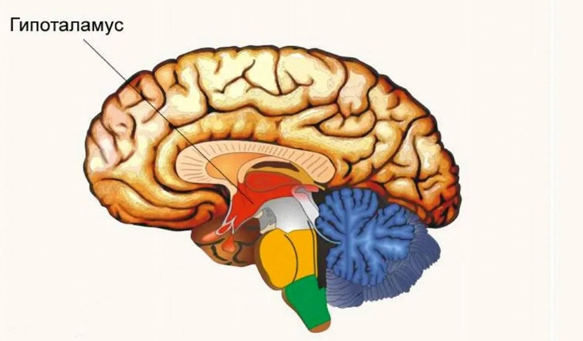 Где находится гипоталамус. Источник изображения: sigmamedic.ru. Фото.