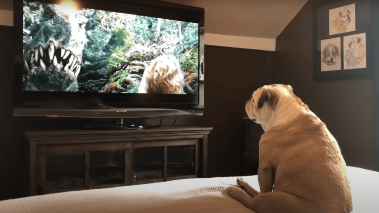 Что нравится собакам по телевизору: реакция на животных и людей. Это исследование не только проливает свет на психологию домашних животных, но и может помочь ветеринарам разработать стандартизированные тесты для проверки зрения собак. Источник изображения: messagu.ru. Фото.
