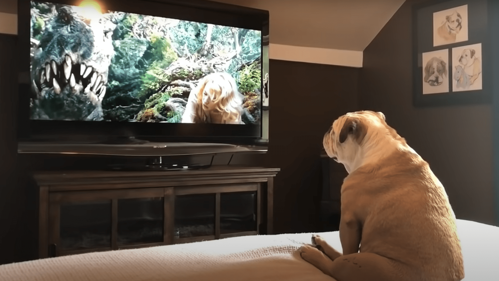 Что нравится собакам по телевизору: реакция на животных и людей. Это исследование не только проливает свет на психологию домашних животных, но и может помочь ветеринарам разработать стандартизированные тесты для проверки зрения собак. Источник изображения: messagu.ru. Фото.