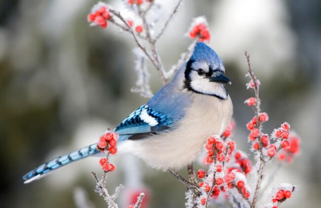 Как птицы не мерзнут зимой и почему нам стоит им завидовать. Фото.
