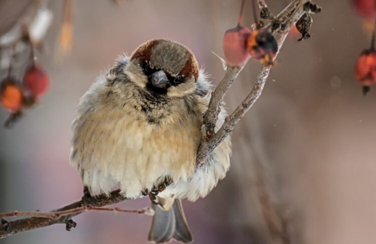 Птицы удерживают тепло. Взъерошенный воробей. Источник изображения: photocentra.ru. Фото.