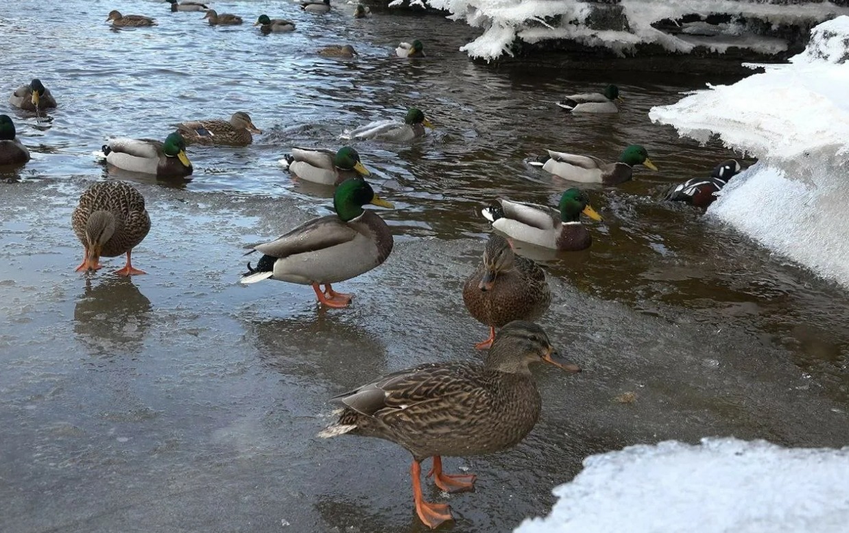 Лапы уток устроены так, чтобы они не мерзли. Источник изображения: 47news.ru. Фото.