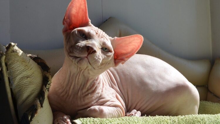 Что именно запретили в Нидерландах и кого коснётся закон. Сфинкс — одна из нескольких бесшёрстных пород кошек. Источник изображения: ru.pinterest.com. Фото.
