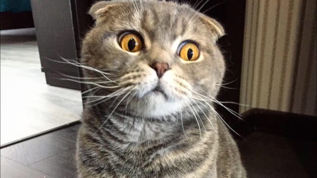 Почему сфинксы и скоттиш-фолды под запретом в Нидерландах с 2026 года. Фото.