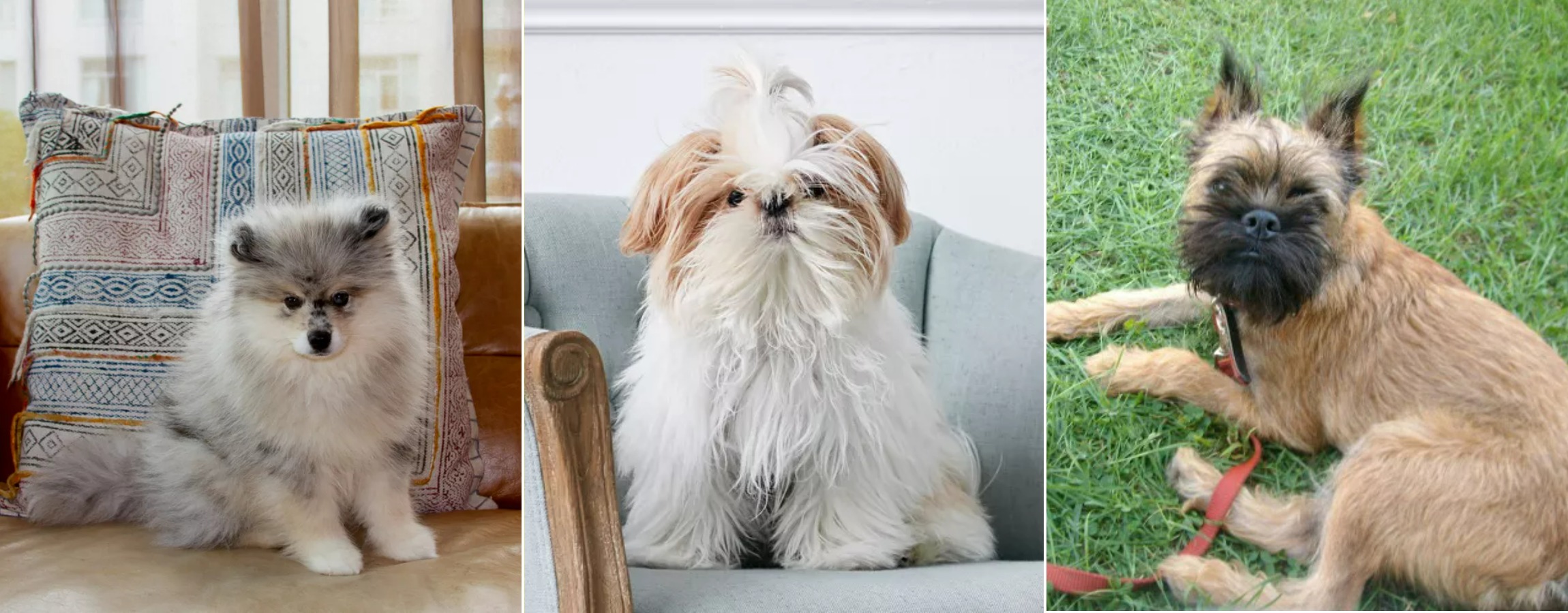 Teacup Dog Breeds for Apartments: Size, Weight, Temperament, and Lifespan. Breeds: Pomsky, Shih Tzu, and Brussels Griffon. Image source: thesprucepets.com. Photo.