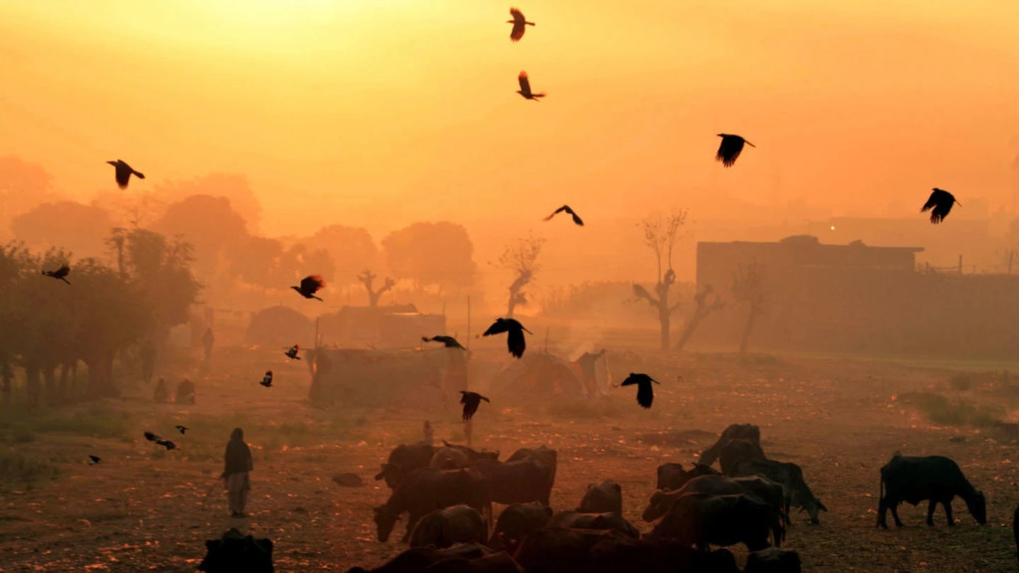 Тысячи ворон над городом — зрелище пугающее, но вполне объяснимое с точки зрения биологии. Фото.