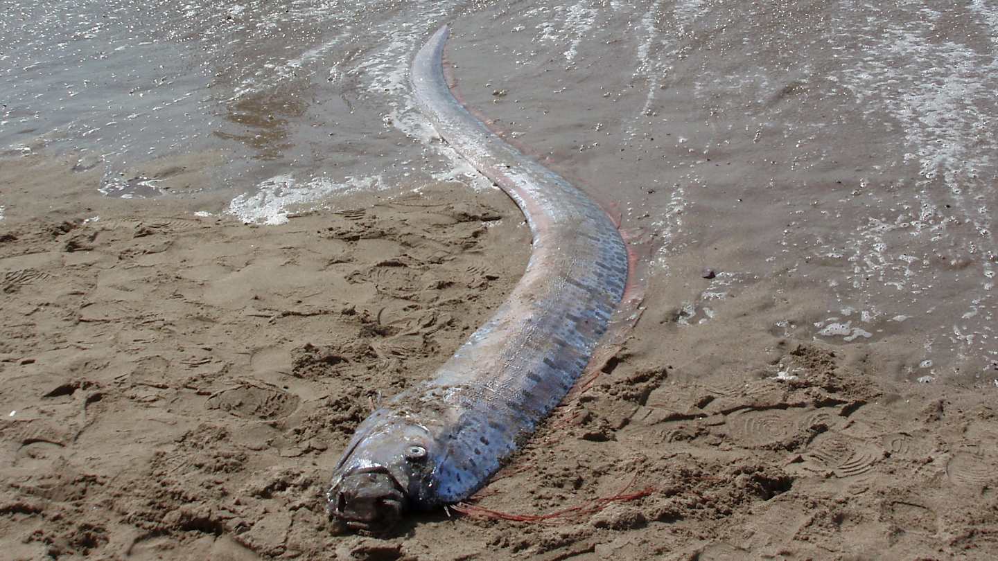 Рыба Судного дня: мёртвый сельдяной король выбросился на берег. Фото.