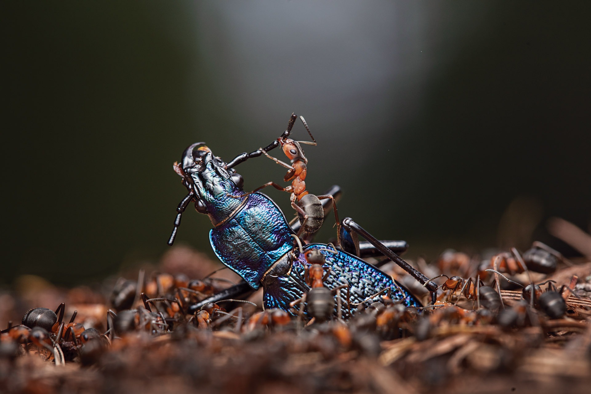 «Хранители леса». Фото: Инго Арндт. Источник изображения: nationalgeographic.com. Фото.