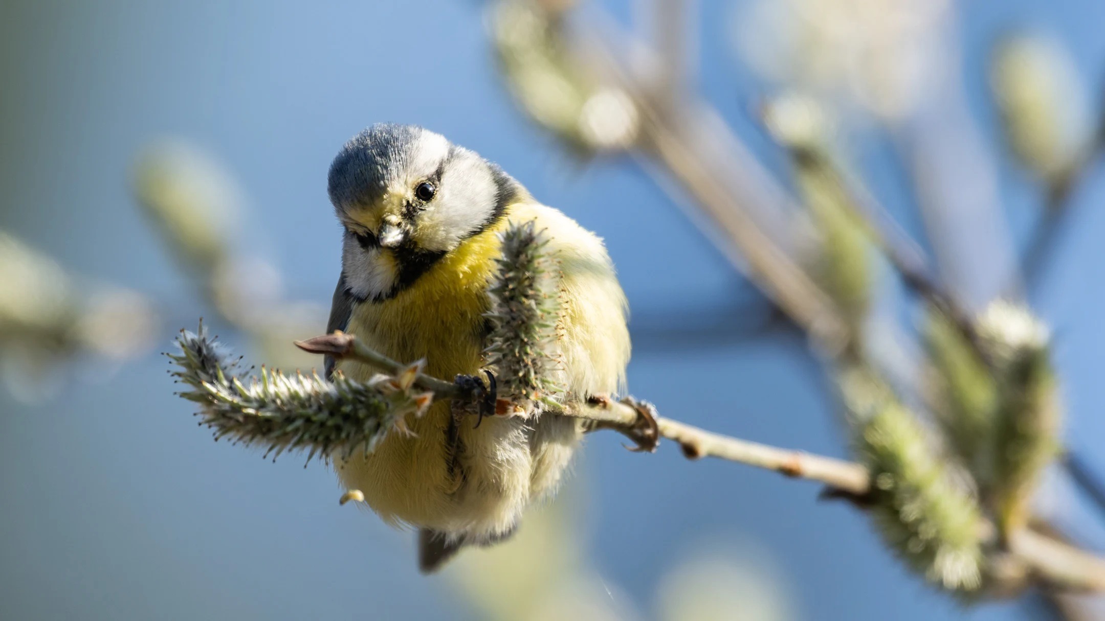 Пение птиц и жужжание насекомых — верные признаки того, что весна уже близко. Фото.