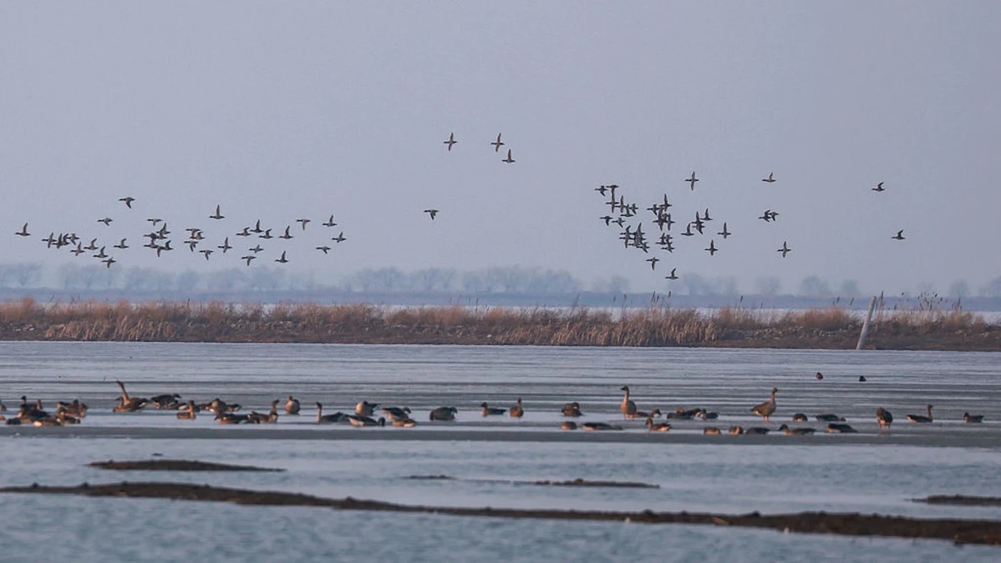 Стая перелётных птиц над озером ранней весной. Фото.