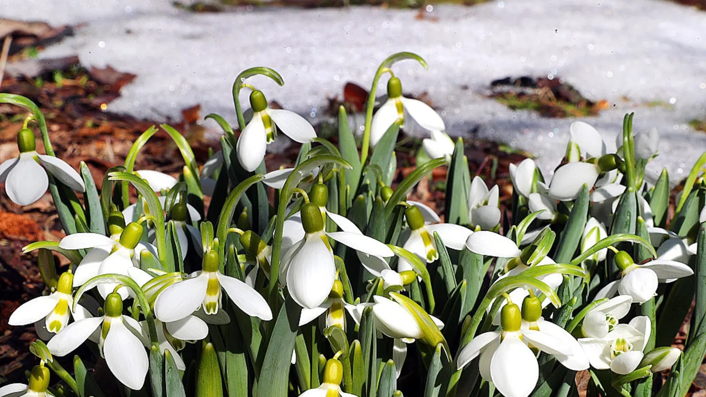 Стая перелётных птиц над озером ранней весной. Фото.