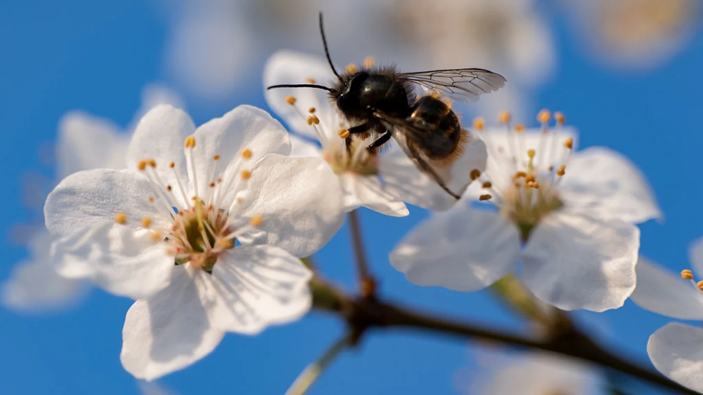 Пчела на белом цветке. Фото.
