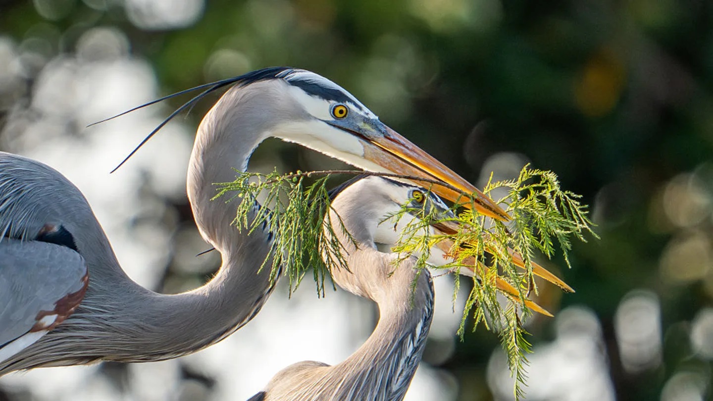 Пара цапель вместе строит гнездо. Фото.