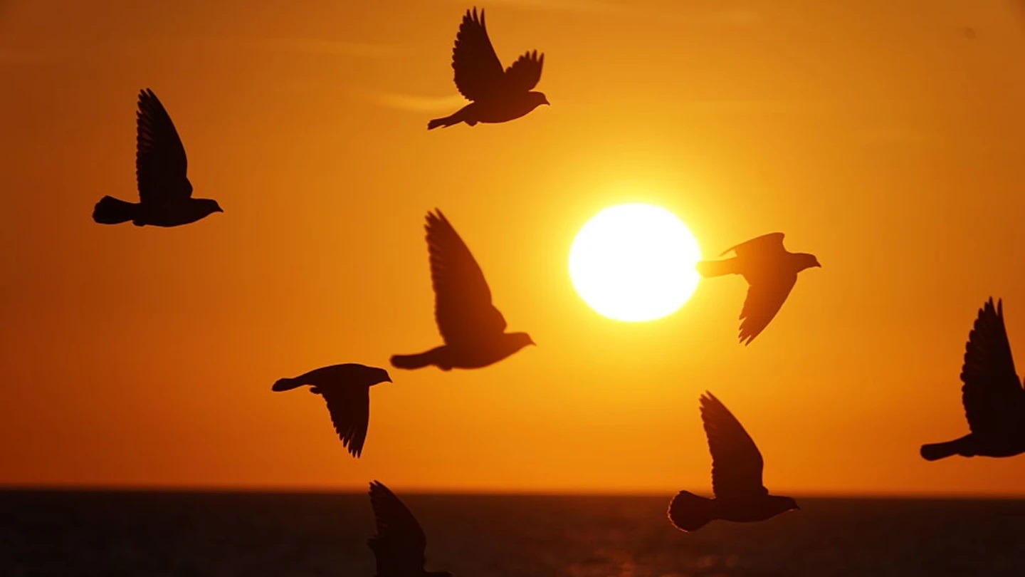 Птицы, летящие на рассвете. Фото.