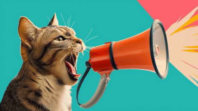 Почему кошка вдруг начала громко мяукать: 10 тревожных и безобидных причин. Фото.