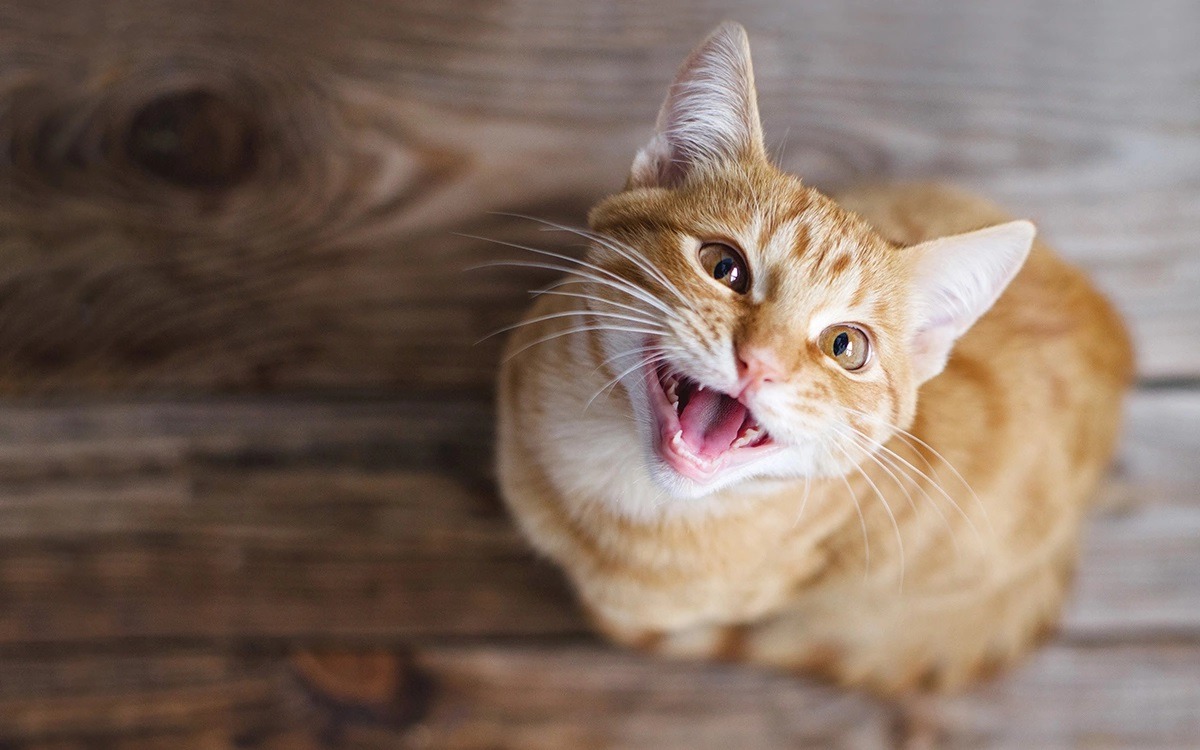 Main Reasons for Loud Meowing in Cats: How to Tell Age-Related Changes from Illness. Some cats meow more than others, but if your cat has started meowing unusually often, it could be a sign of health problems. Image source: rbc.ru. Photo.