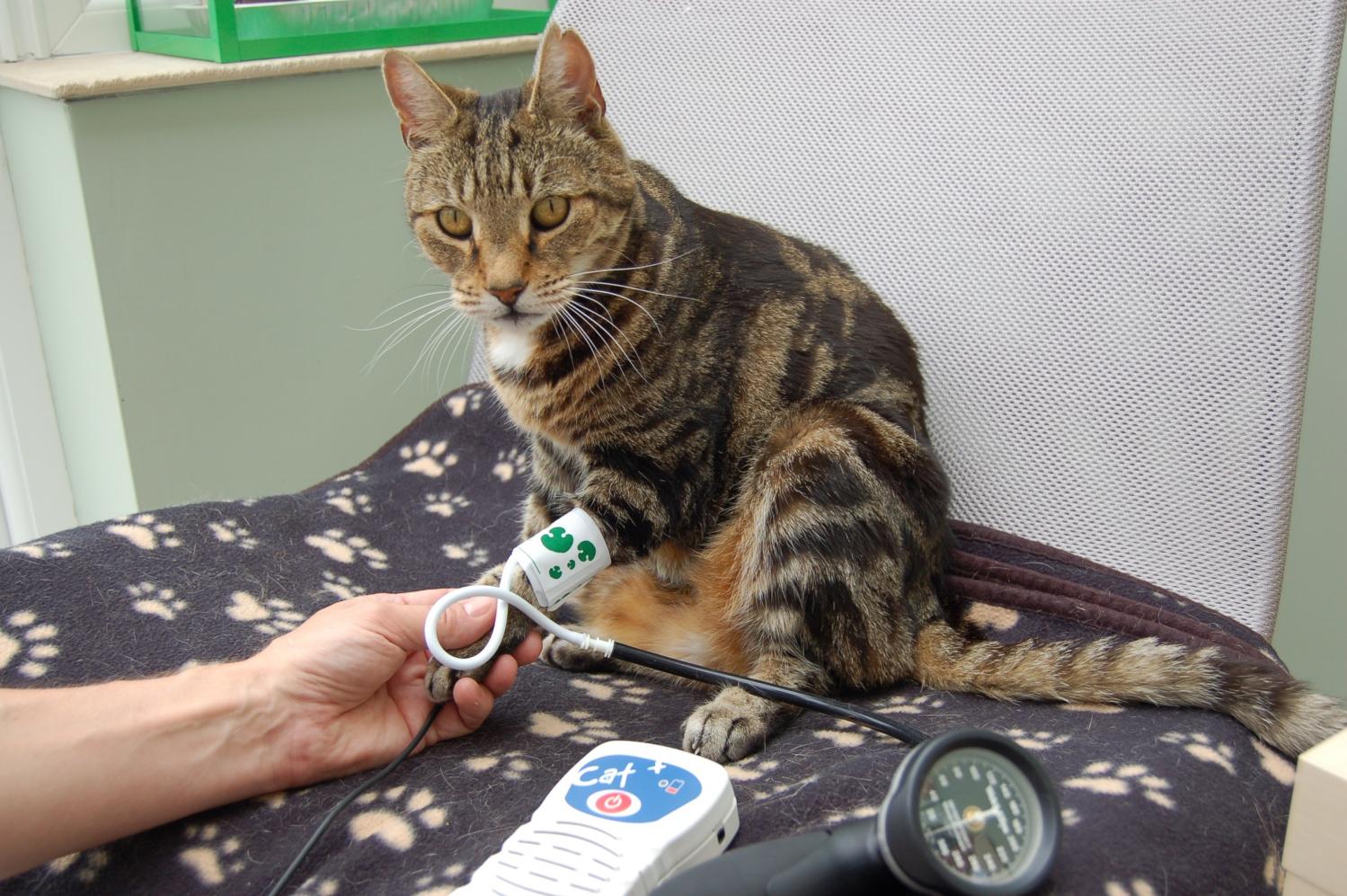 Hypertension in Cats: How High Blood Pressure Affects Vocalization. Not all owners know this, but cats also need their blood pressure measured. There is a pet tonometer that is placed on the paw or the base of the tail. Image source: phys.org. Photo.