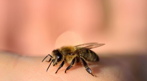 Почему пчела умирает после укуса, а оса нет?
