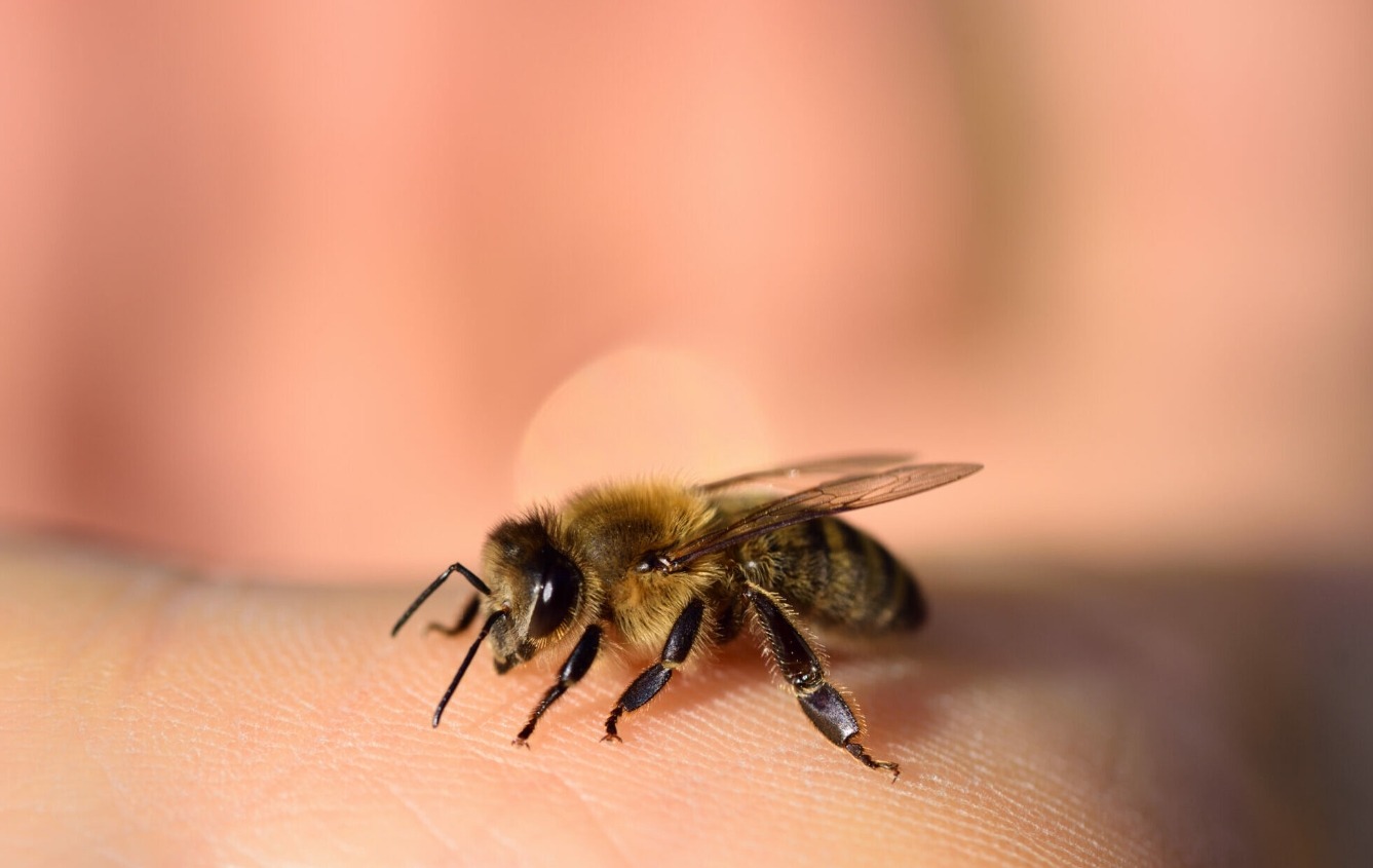 Почему пчела умирает после укуса, а оса нет? Жало у пчелы зазубренное, и поэтому оно застревает в коже жертвы после укуса. Источник изображения: Live Science. Фото.