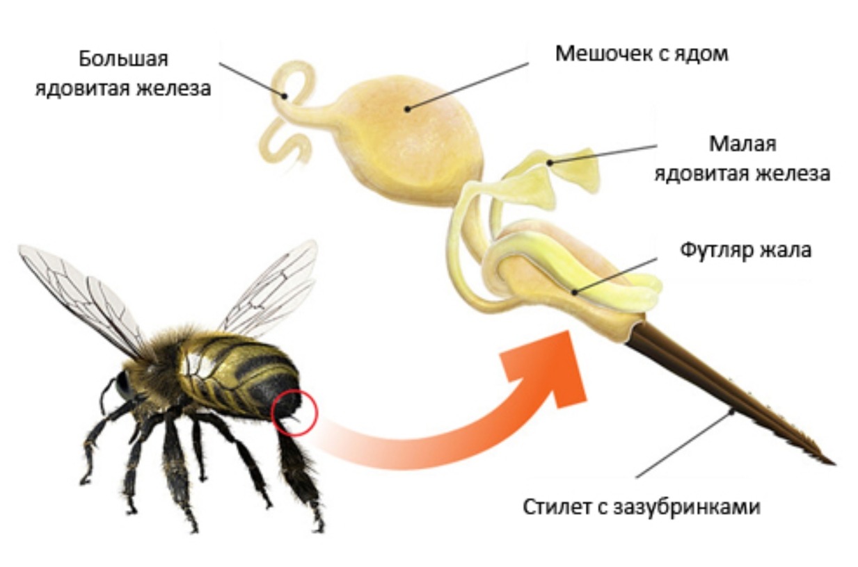 Какие пчелы и осы жалят. Устройство пчелиного жала. Источник изображения: medside.ru. Фото.