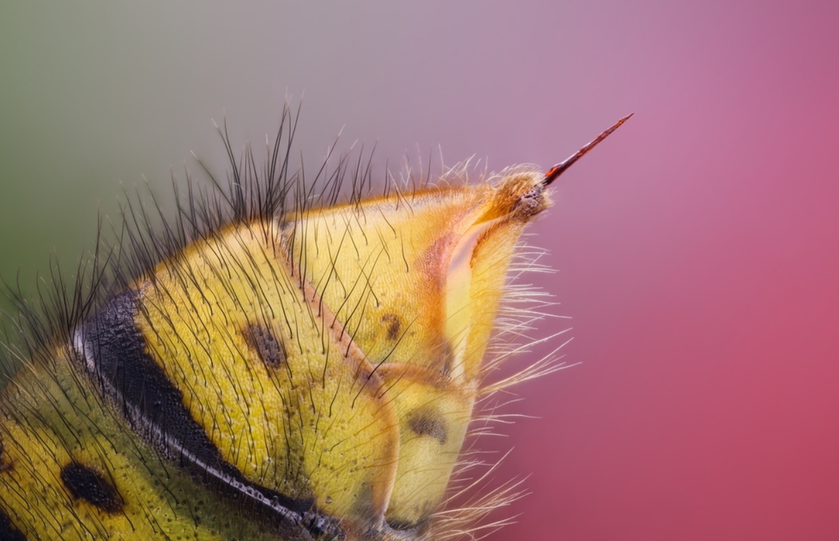 Чем отличается укусы пчелы и осы. Жало осы. Источник изображения: gismeteo.ru. Фото.