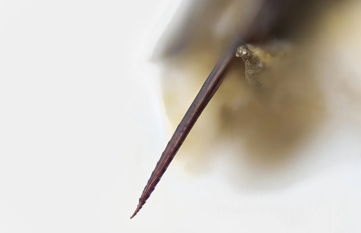 Чем отличается укусы пчелы и осы. Жало пчелы с зазубринами. Источник изображения: wikimedia.org. Фото.