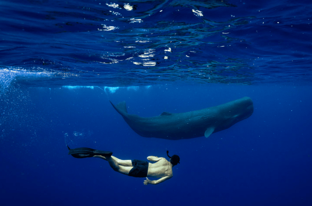 Доминика: остров китов и тропических лесов. Детёныш кашалота у берегов Доминики, где в 2026 году планируется создать первый заповедник для кашалотов. Источник изображения: nationalgeographic.com. Фото.