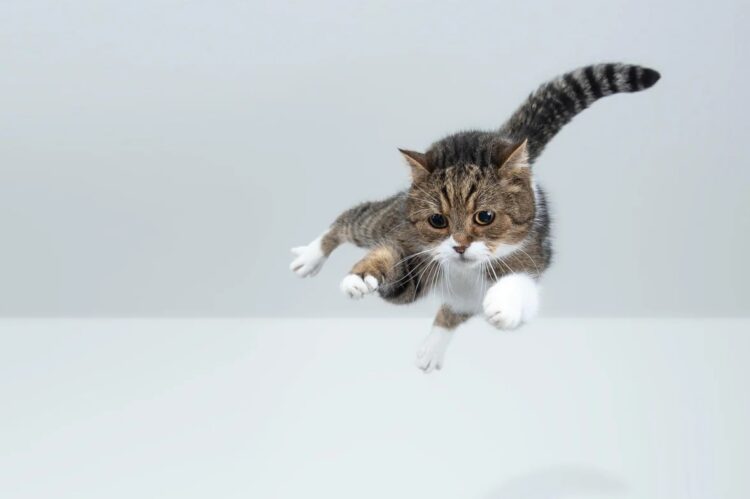 Почему кошки всегда приземляются на лапы: этот вопрос мучил ученых 100 лет. Фигуристы и кошки используют один и тот же принцип. Только фигуристам нужны годы тренировок, а котики рождаются с этим навыком. Источник изображения: scientificamerican.com. Фото.