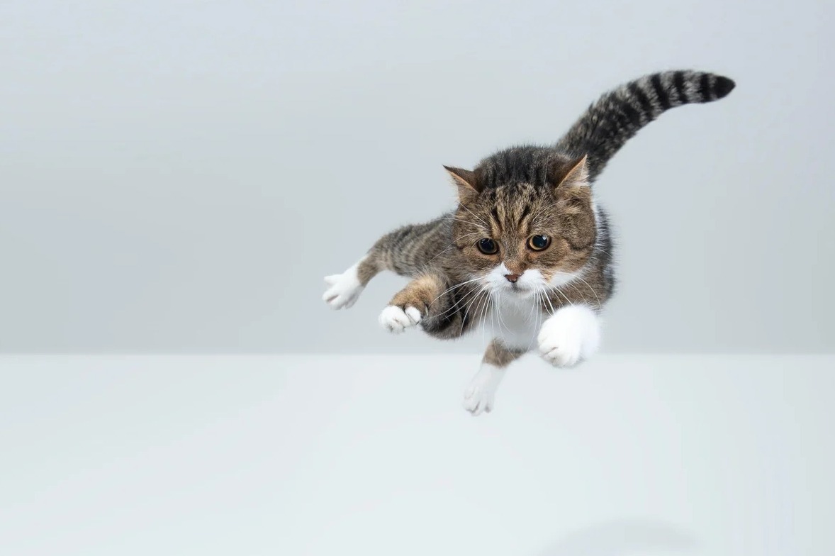Почему кошки всегда приземляются на лапы: этот вопрос мучил ученых 100 лет