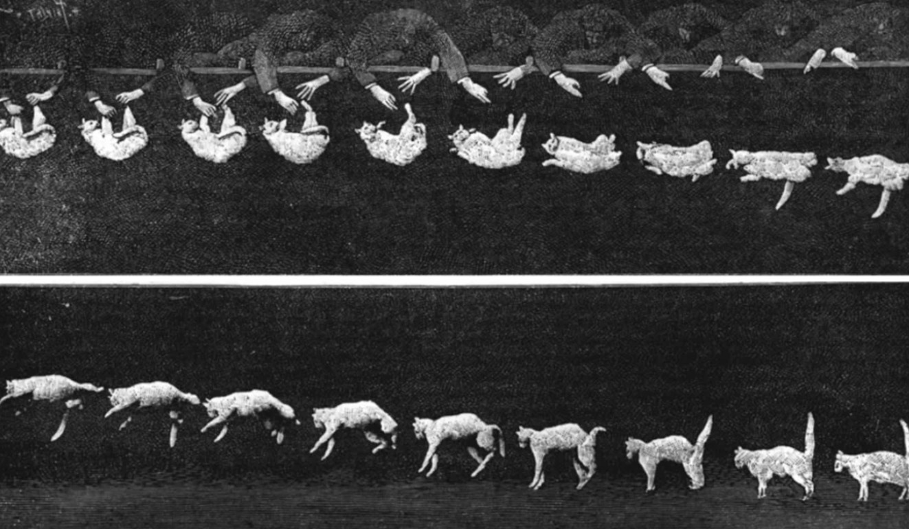 Что такое проблема падающей кошки. Именно эти фотографии конца 19 века сломали мозг целому поколению физиков. И неудивительно — кошка буквально нарушала законы природы на камеру. Источник изображения: scientificamerican.com. Фото.