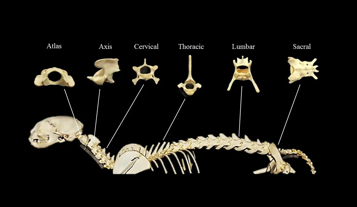 Как кошки переворачиваются в воздухе. У кошек более 50 позвонков, в то время как у человека их 33. Источник изображения: courses.lumenlearning.com. Фото.