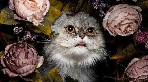 9 самых странных привычек кошек: зачем они это делают?