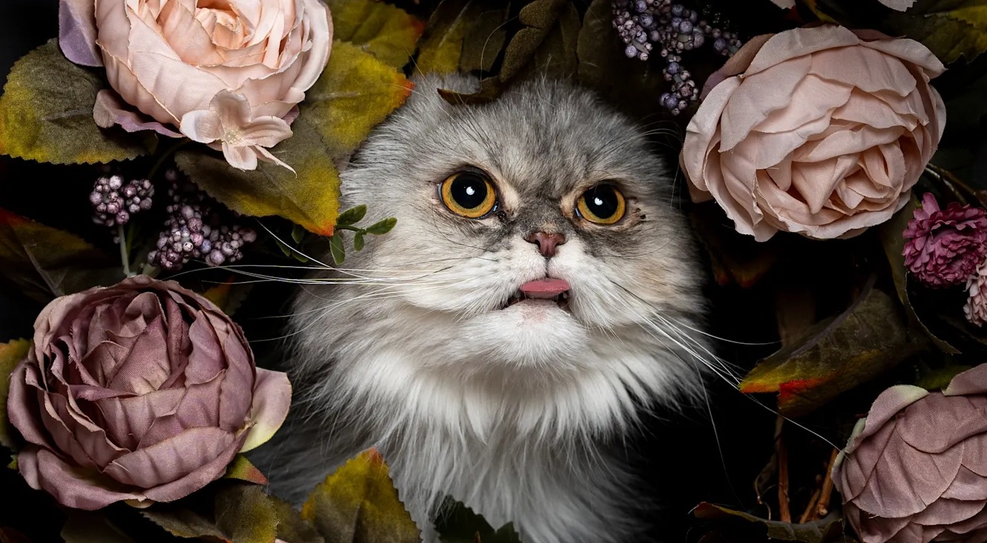 9 самых странных привычек кошек: зачем они это делают? Странным привычкам кошек есть объяснения. Источник изображения: mentalfloss.com. Фото.