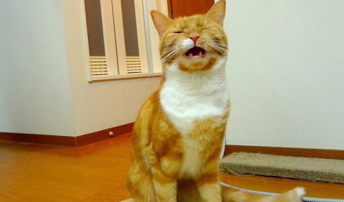 Почему кошки открывают рот. Реакция флемена — поведение млекопитающих, при котором животное вдыхает с открытым ртом и характерным движением губ. Источник изображения: Live Science. Фото.