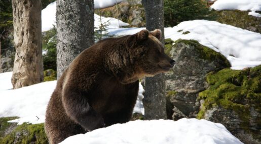 Что ест медведь сразу после спячки и почему это важно знать людям