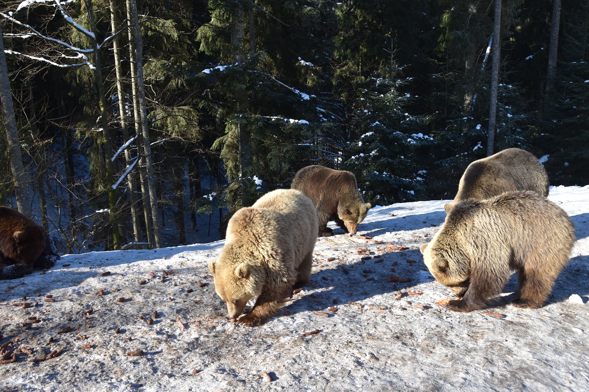Чем питается медведь после выхода из спячки. Ранней весной медведи часто едят молодую растительность, корни, насекомых и падаль, а весенний рацион в целом зависит от региона и доступности пищи. Источник изображения: telegra.ph. Фото.