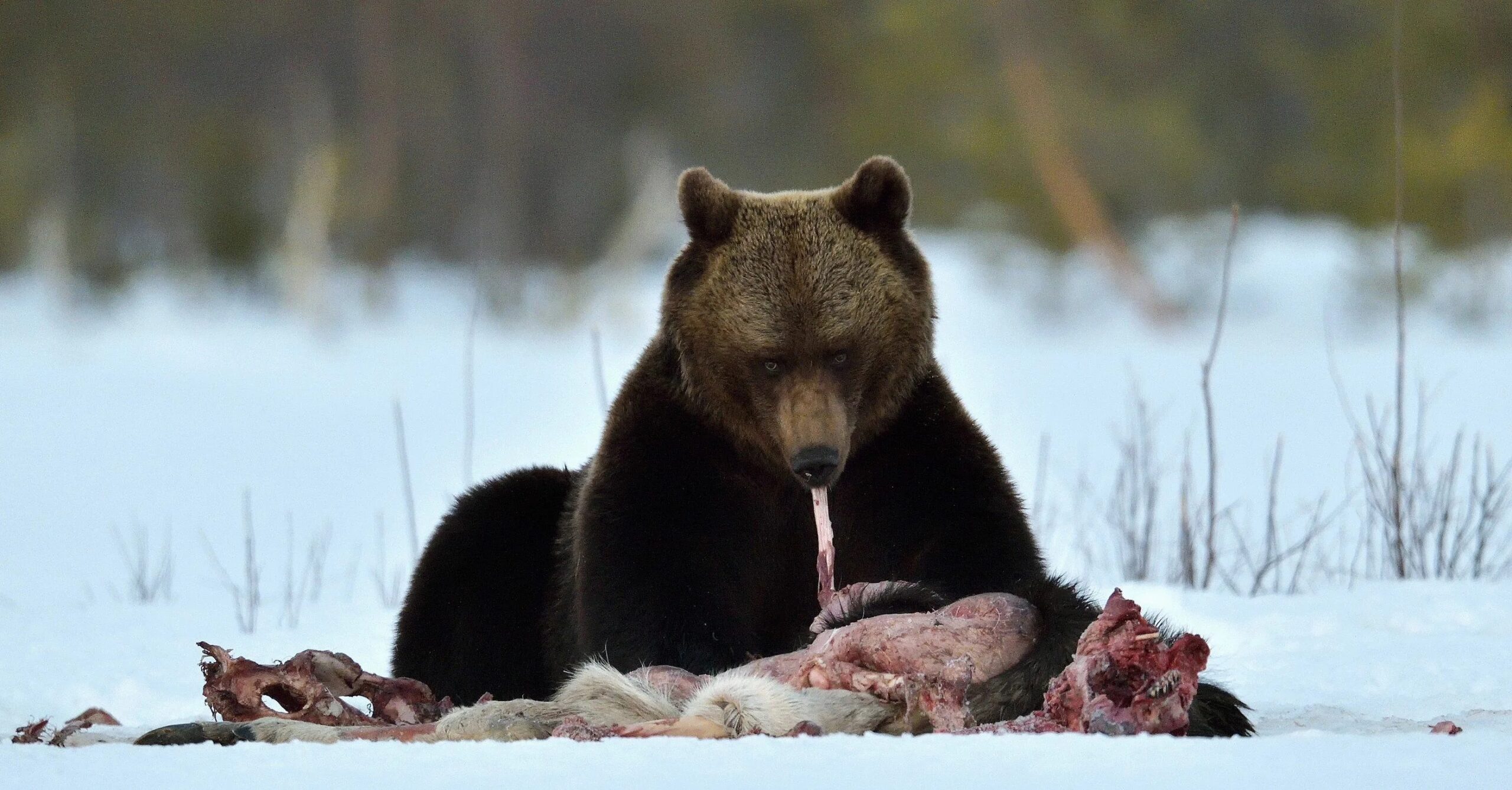Что ест медведь весной в лесу после берлоги. Медведь выходит из берлоги сильно истощённым и начинает активно искать пищу, чтобы восполнить потери массы. Источник изображения: en.35photo.pro. Фото.