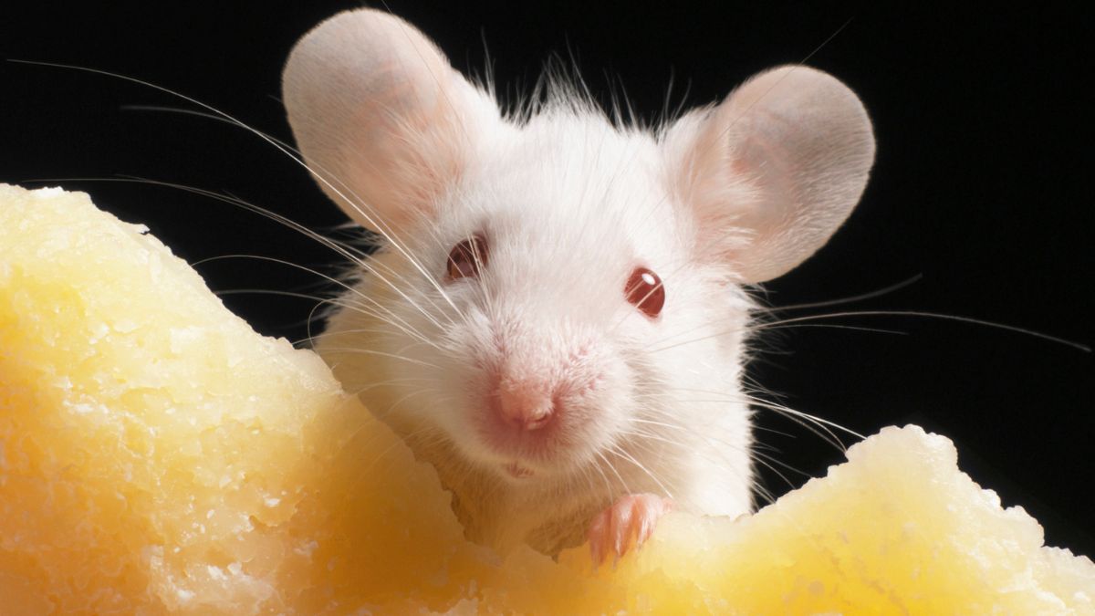 Лабораторные мыши — основные участники 20-летнего эксперимента по серийному клонированию