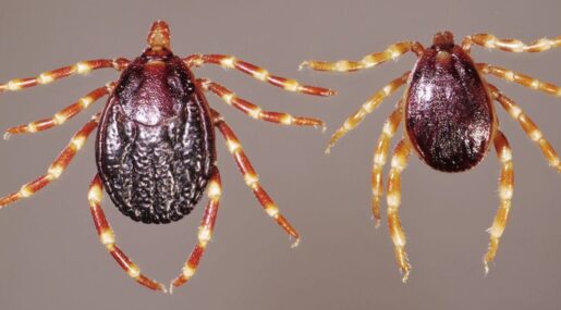 В России появились клещи-мутанты,которые не боятся ядов и быстро бегают