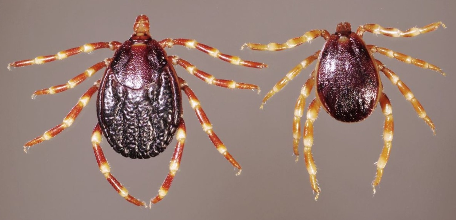 В России появились клещи-мутанты,которые не боятся ядов и быстро бегают. Клещи хиаломма начали представлять опасность даже для жителей России. Источник изображения: wikipedia.org. Фото.