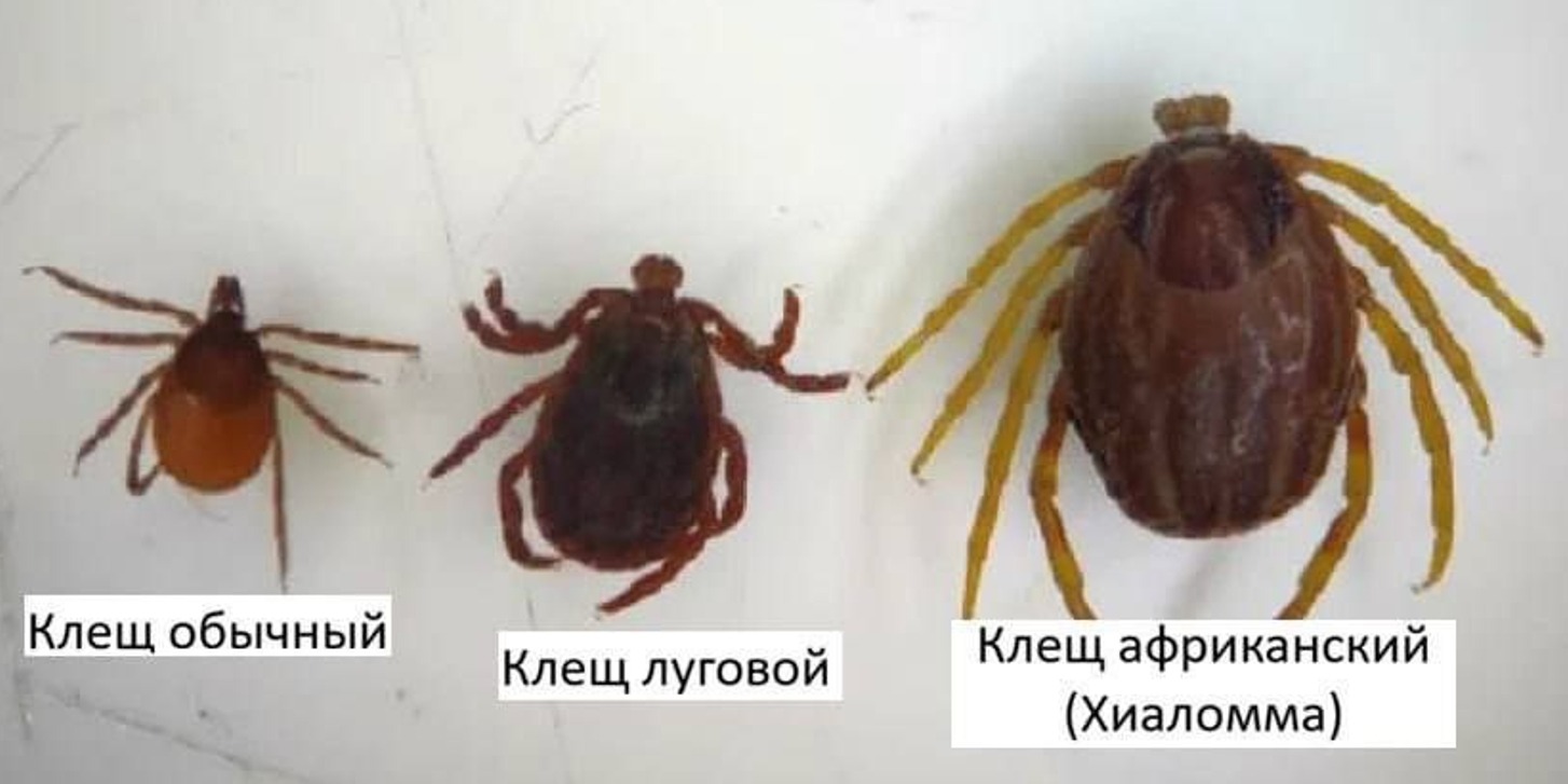 Новый вид клещей в России. Как выглядят разные виды клещей. Источник изображения: yaplakal.com. Фото.