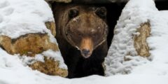 Почему медведи после зимы бывают особенно опасны: что происходит после выхода из берлоги. Фото.