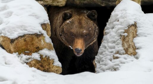 Почему медведи после зимы бывают особенно опасны: что происходит после выхода из берлоги