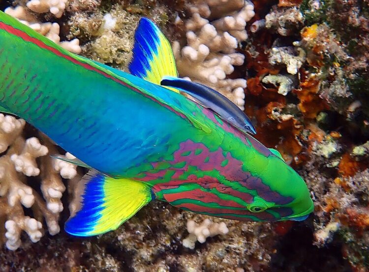 Почему губан-чистильщик оказался умным. Губан-чистильщик с более крупной рыбой. Источник изображения: wikimedia.org. Почему губан-чистильщик оказался умным. Губан-чистильщик с более крупной рыбой. Источник изображения: wikimedia.org. Фото.