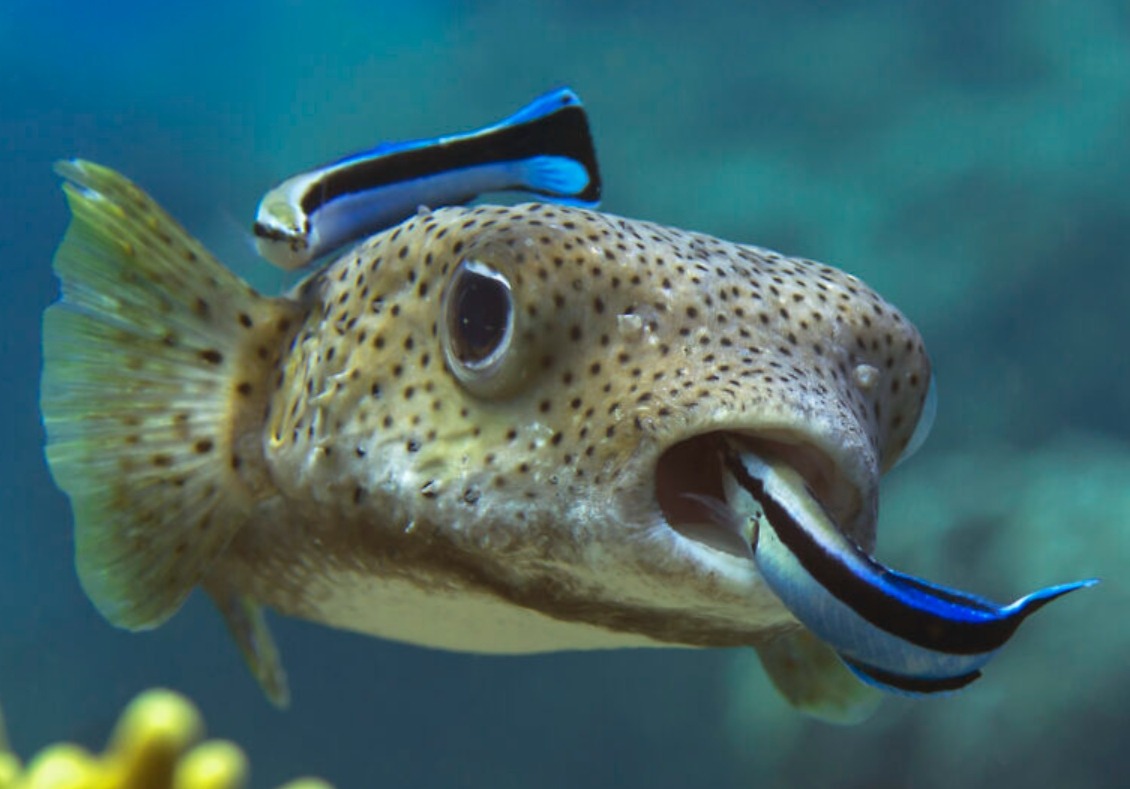 Крохотная рыбка прошла тест и оказалась такой же умной, как обезьяны