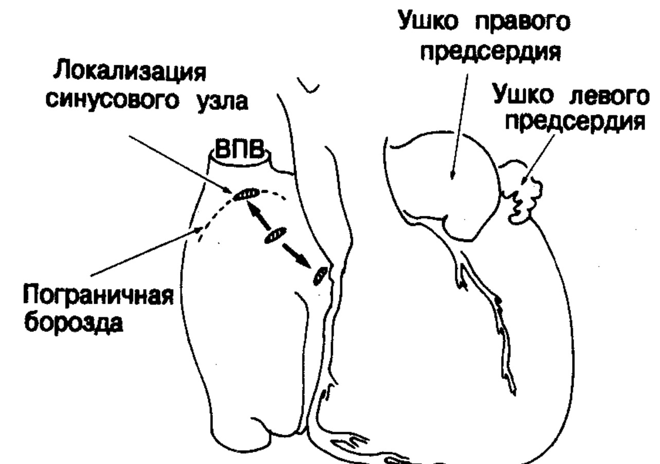 Инсульт из-за мерцательной аритмии. Где находится ушко левого предсердия. Источник изображения: studfile.net. Фото.
