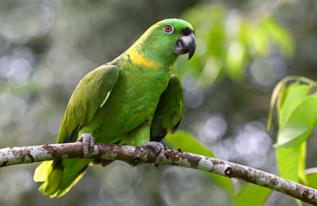 Почему попугаи разговаривают как люди: неожиданные открытия ученых. Фото.