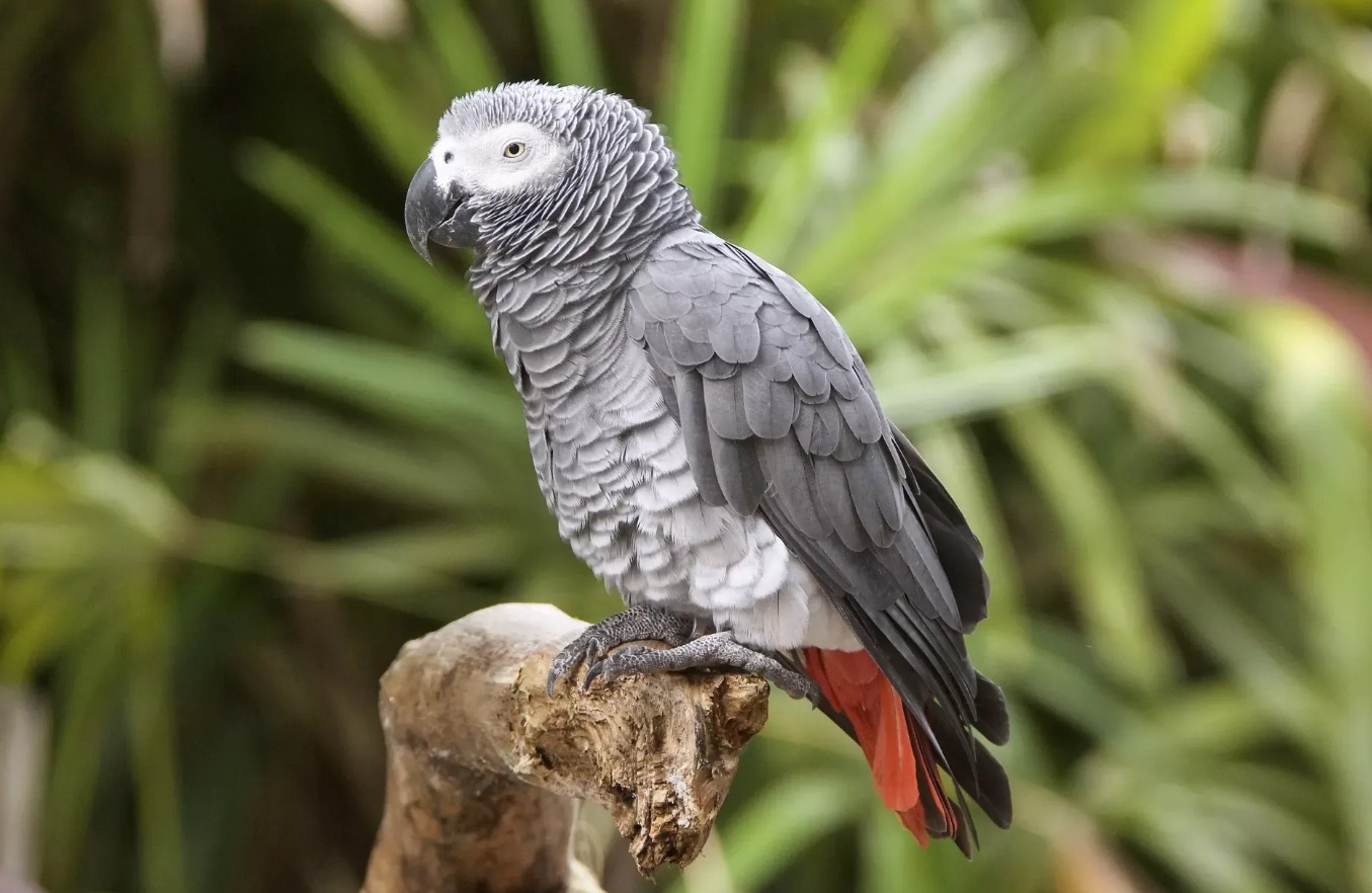 Попугай жако. Источник изображения: bigenc.ru. Фото.