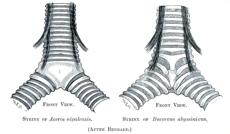 Почему попугаи повторяют слова. Птичий сиринкс. Источник изображения: wikipedia.org. Почему попугаи повторяют слова. Птичий сиринкс. Источник изображения: wikipedia.org. Фото.