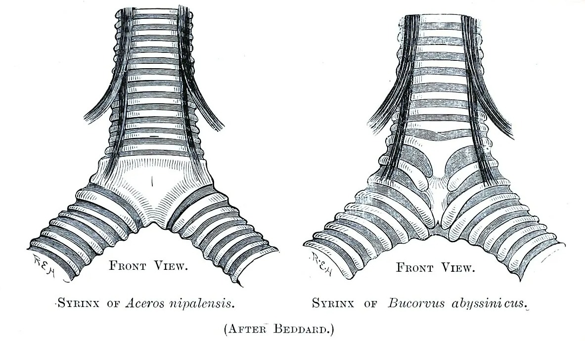 Птичий сиринкс. Источник изображения: wikipedia.org. Фото.